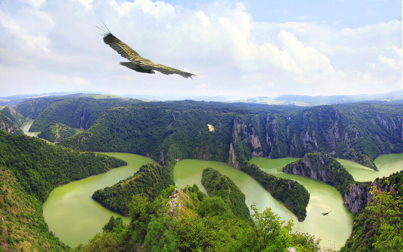 Vulture Flying over Canyon — Green, Serene, Afternoon