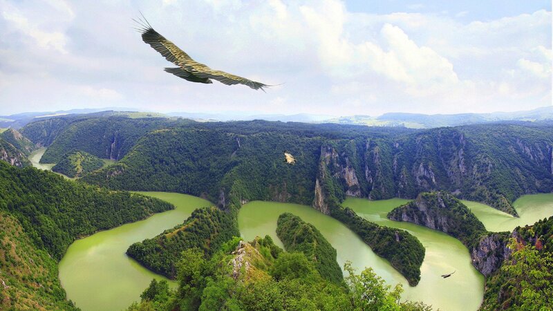 Vulture Flying over Canyon — Green, Serene