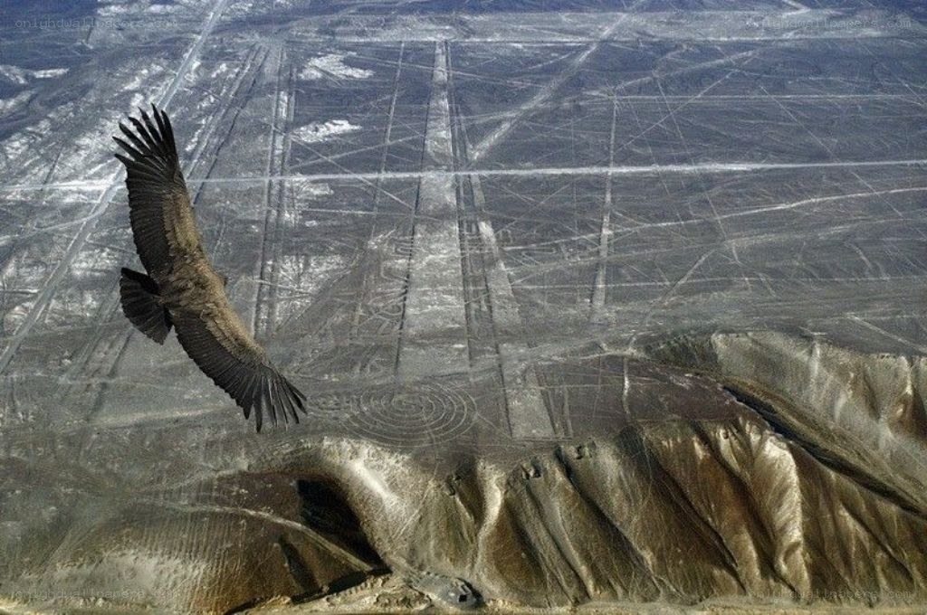 Vulture flying over Nazca lines
