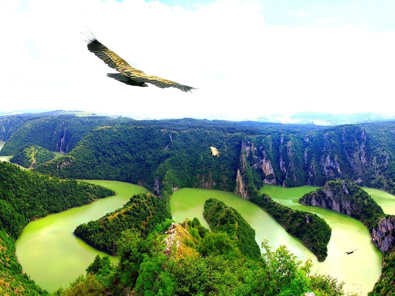 Vulture Flying over River