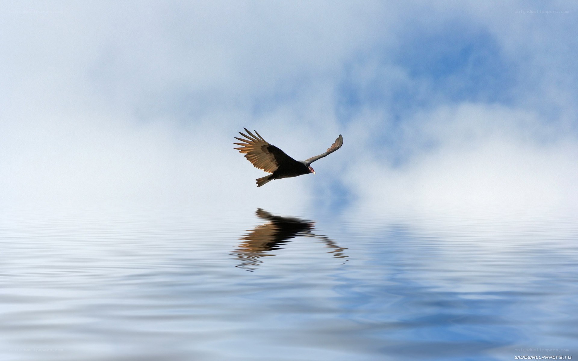 vulture flying over water
