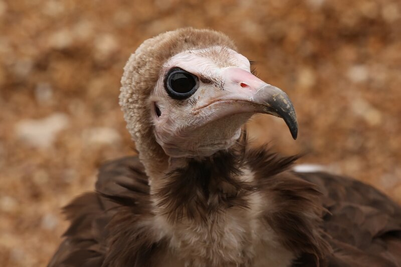 Vulture Head Close-up — Brown