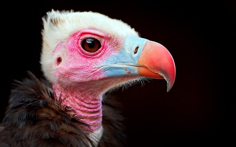 Vulture Head Close-up — White, Dramatic, Photograph