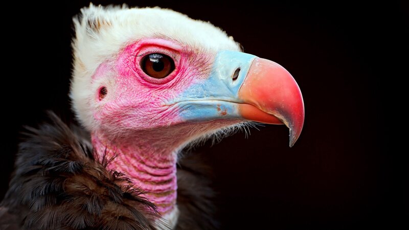 Vulture Head Close-up — White, Dramatic