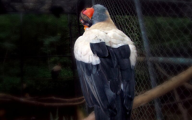 Vulture in an enclosure
