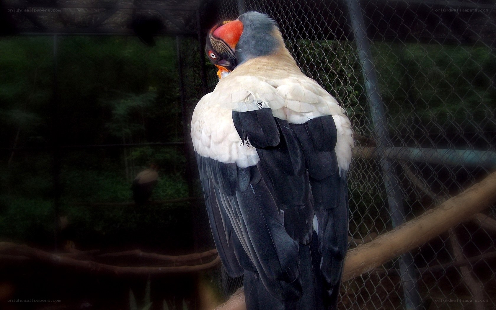 Vulture in an enclosure