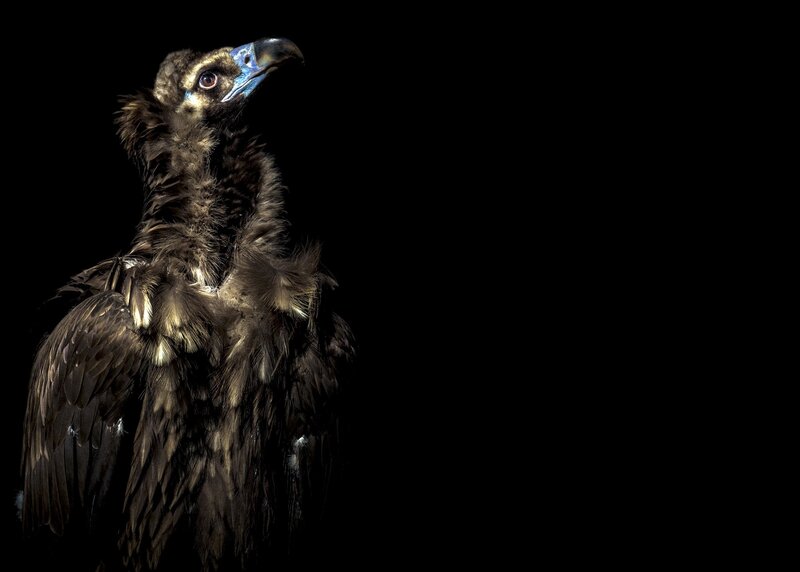Vulture in Dark Setting