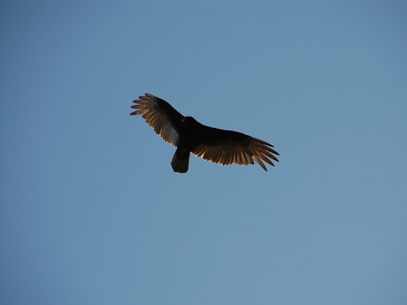 vulture in flight
