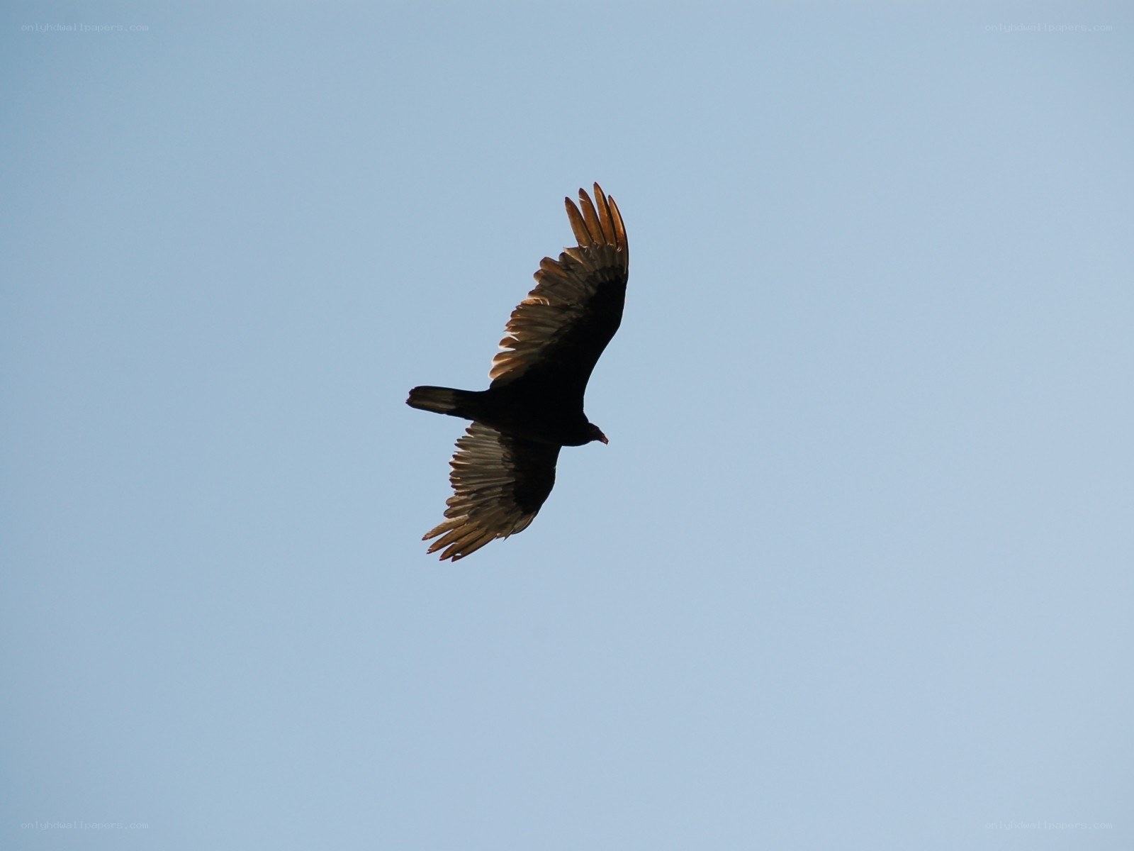 vulture in flight