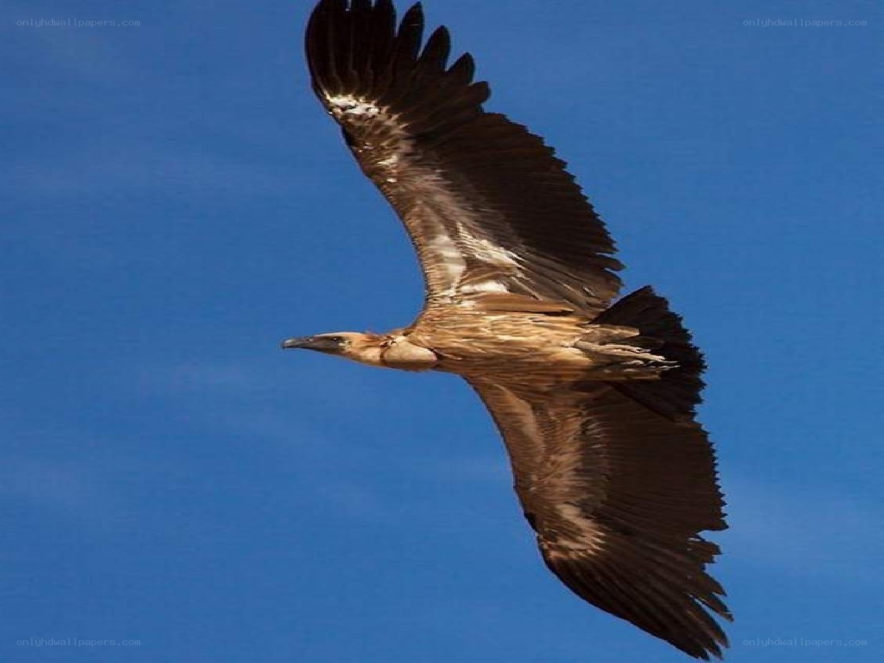vulture in flight