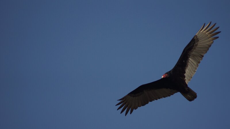 vulture in flight against blue sky