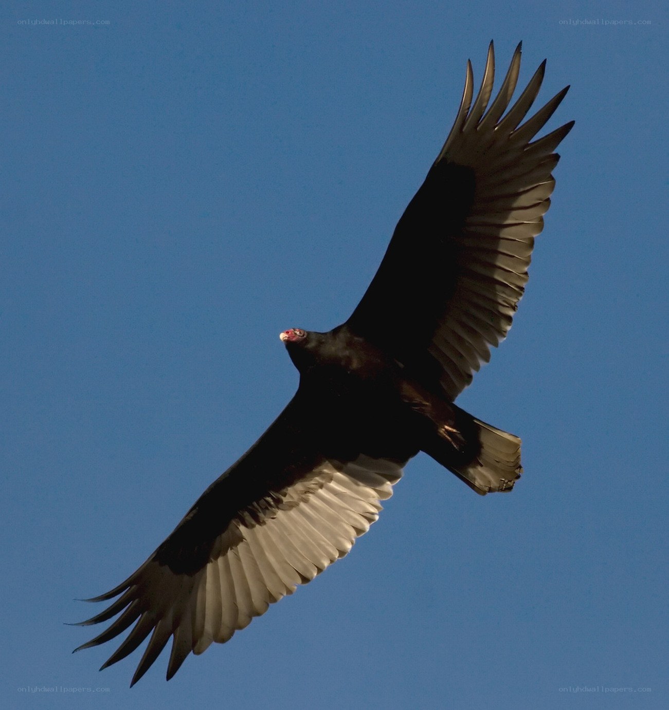 vulture in flight against blue sky