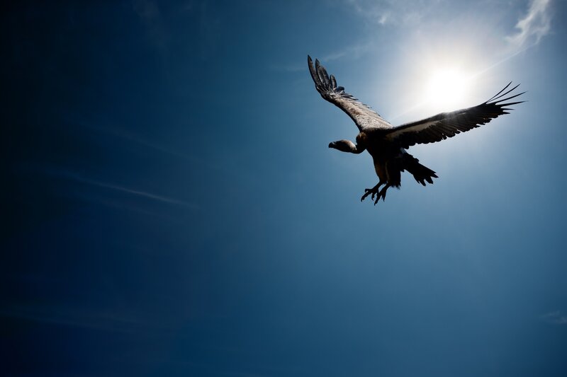 Vulture in Flight — Blue, Dramatic