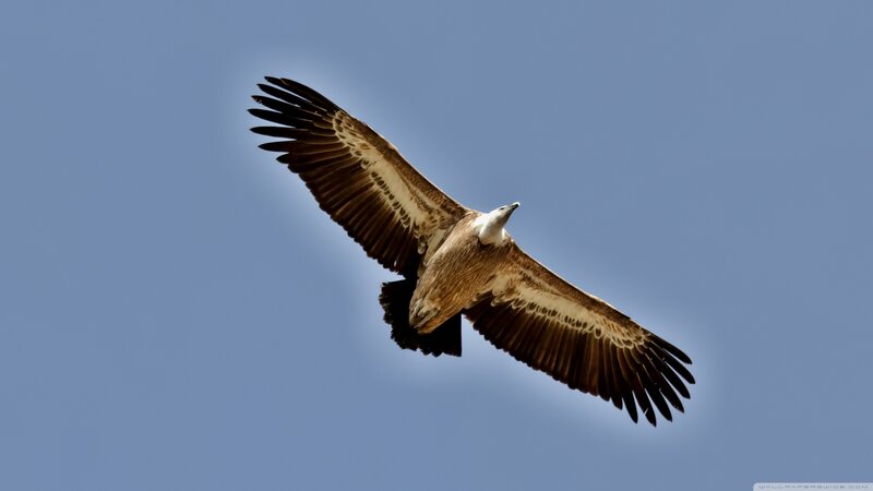 Vulture in Flight — Blue, Serene