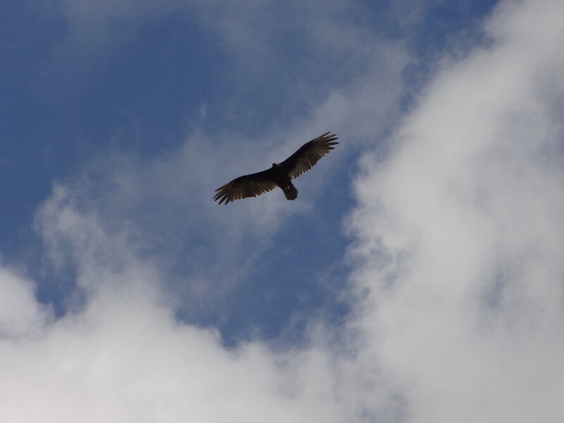 Vulture in Flight — Blue