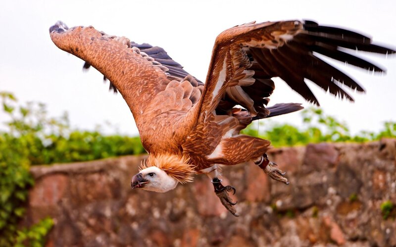 Vulture in Flight — Brown, Dynamic, Photograph