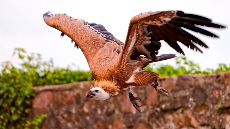 Vulture in Flight — Brown, Dynamic