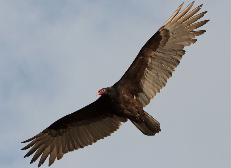 Vulture in Flight — Brown