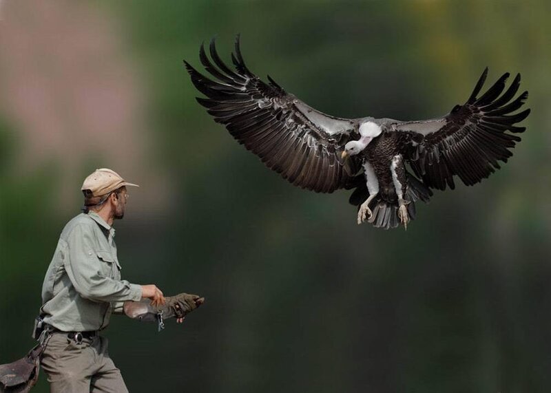 Vulture in Flight — Green
