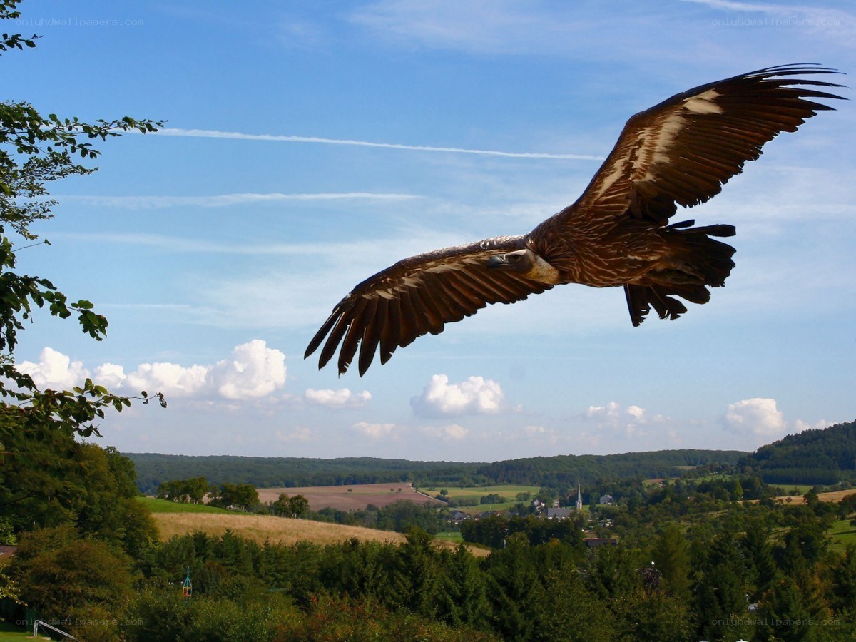 Vulture in flight over countryside