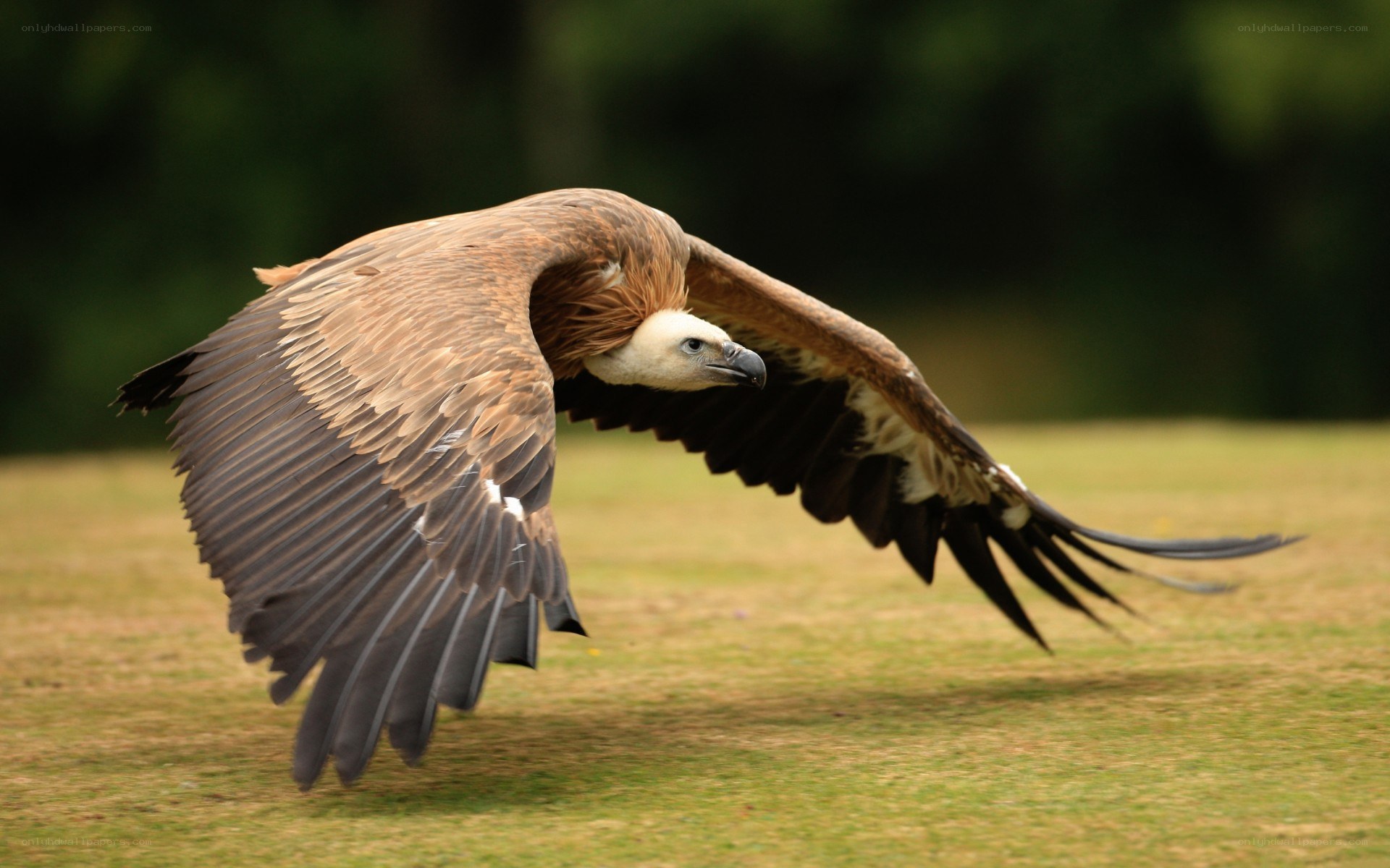 vulture in flight over grass