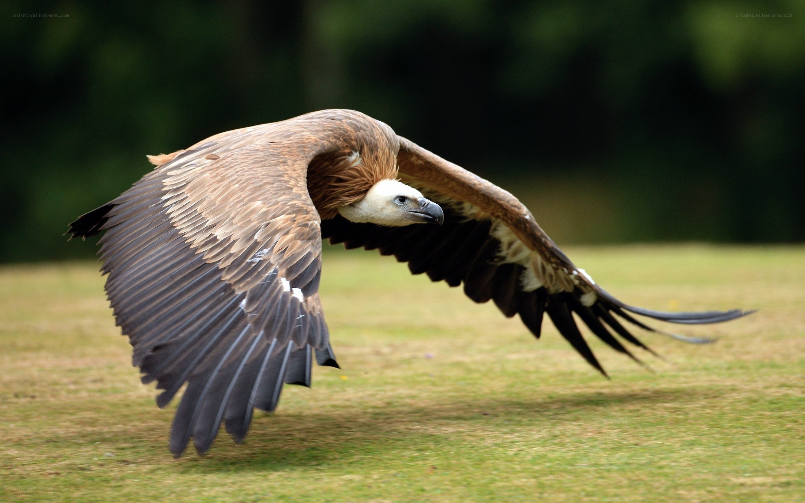vulture in flight over grass