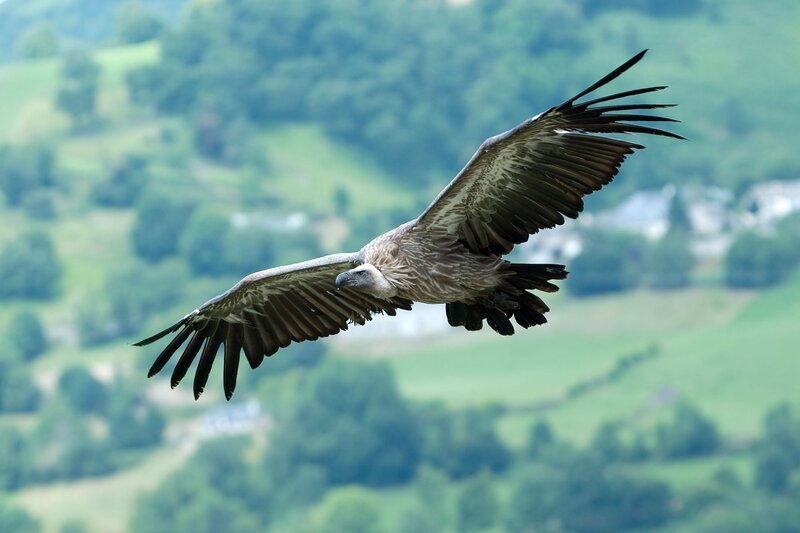 vulture in flight over green hills