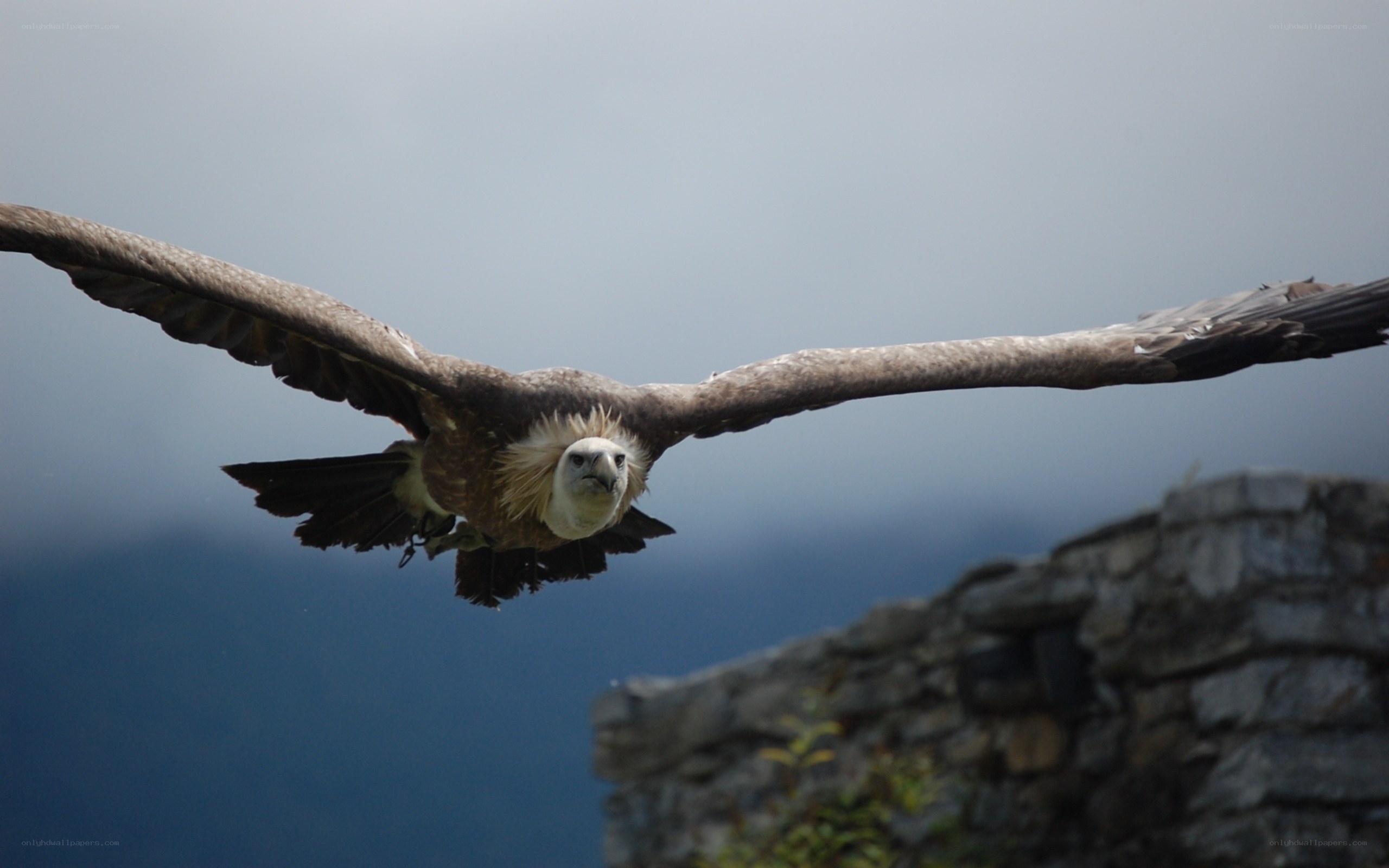 vulture in flight over ruins