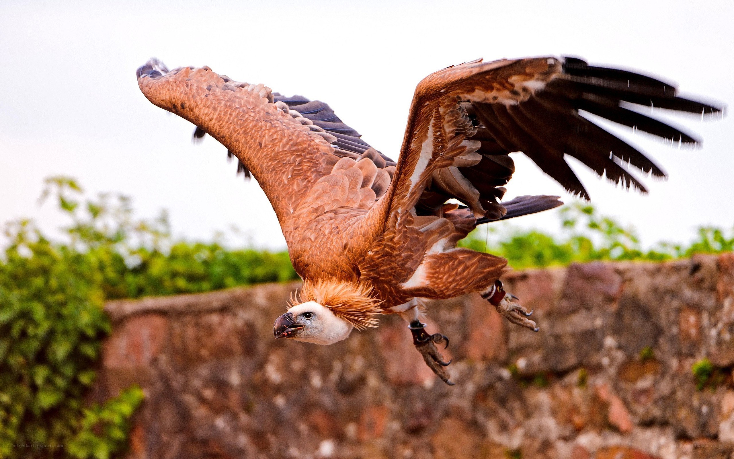Vulture in flight over stone wall