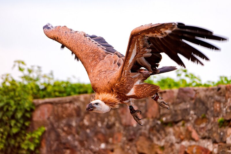 Vulture in flight over stone wall