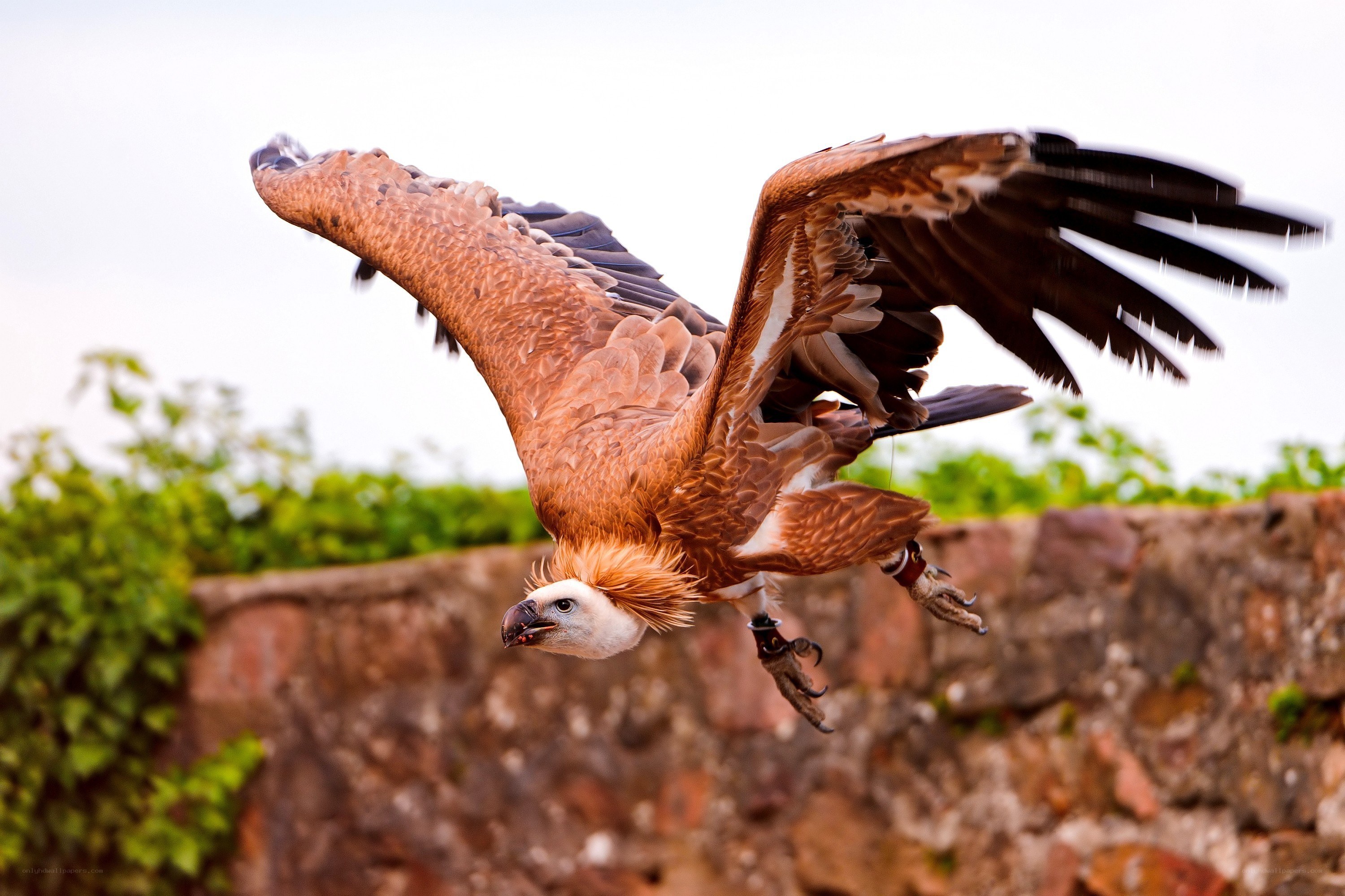 Vulture in flight over stone wall