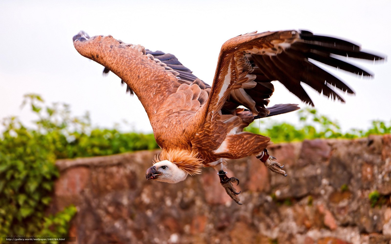 Vulture in flight over stone wall