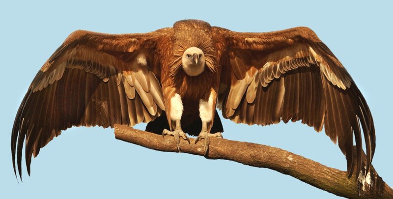 Vulture on a Branch
