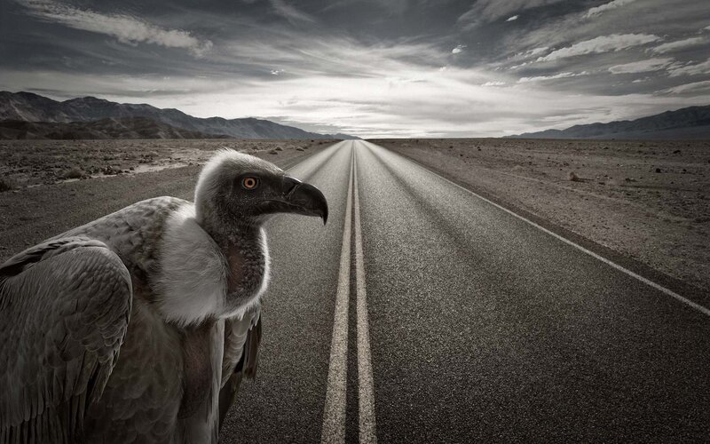 Vulture on a desert road