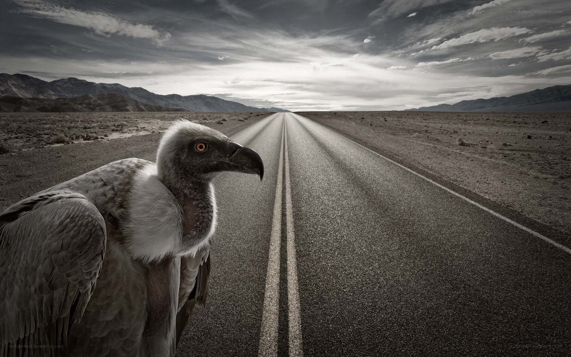 Vulture on a desert road