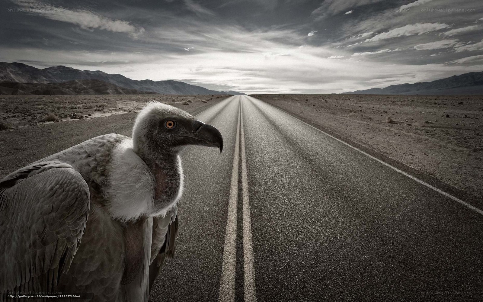 Vulture on a desert road