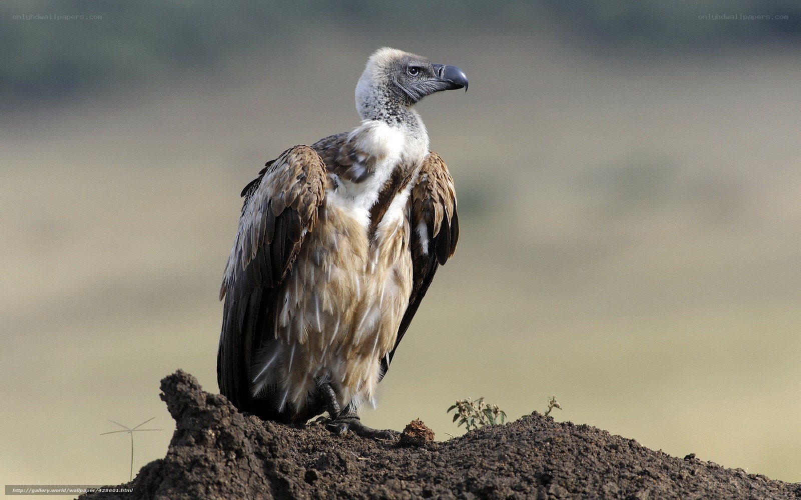 vulture on a mound