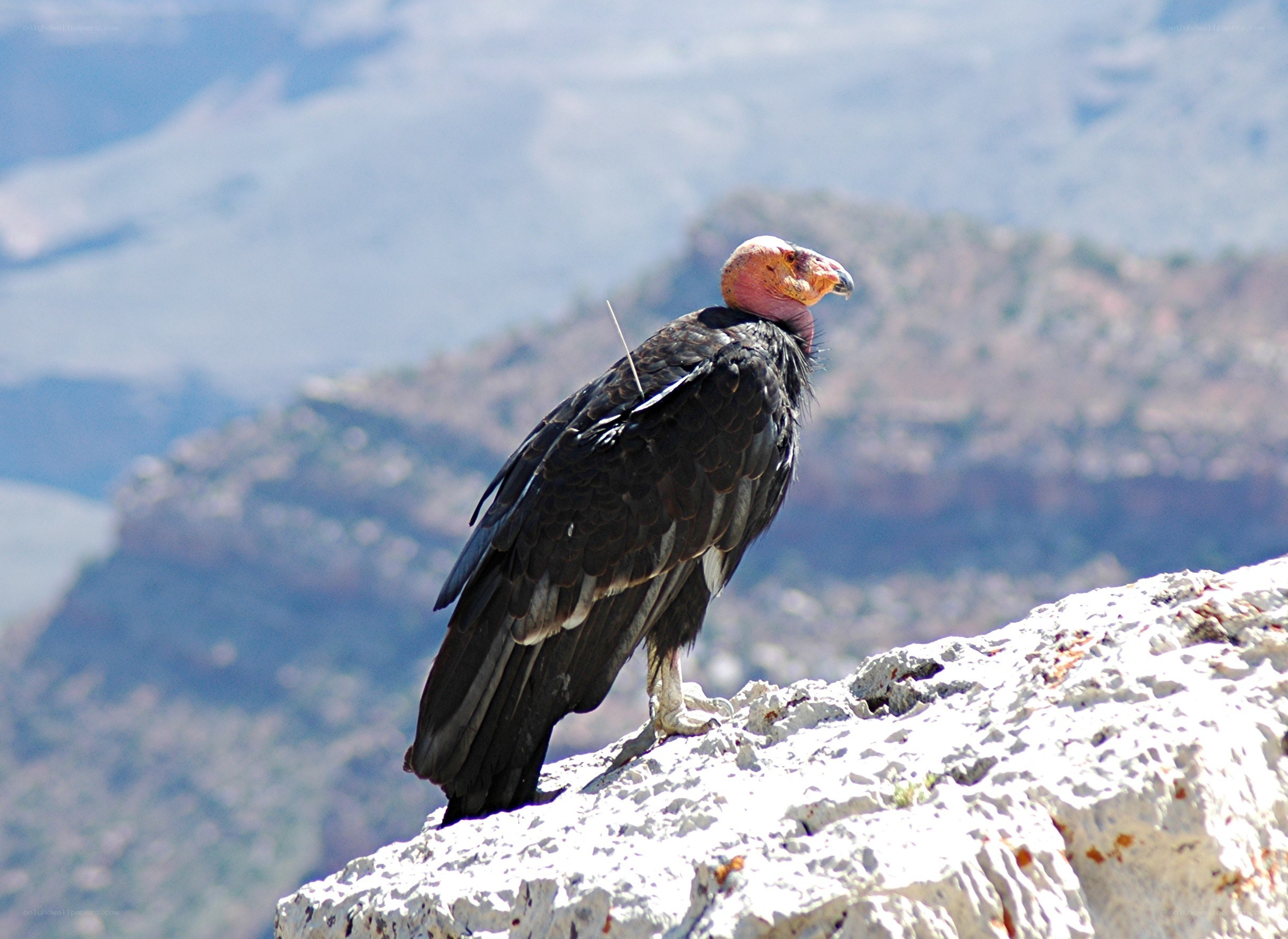 Vulture on a rocky cliff