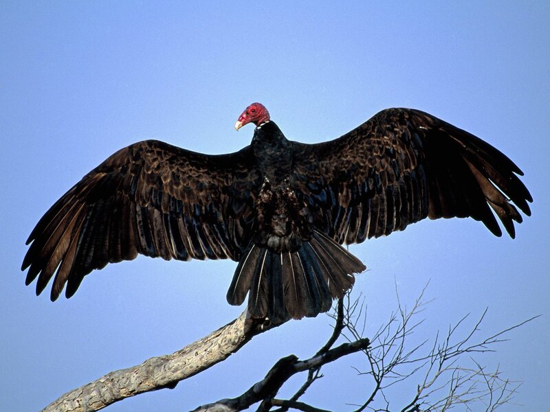 vulture on a tree branch