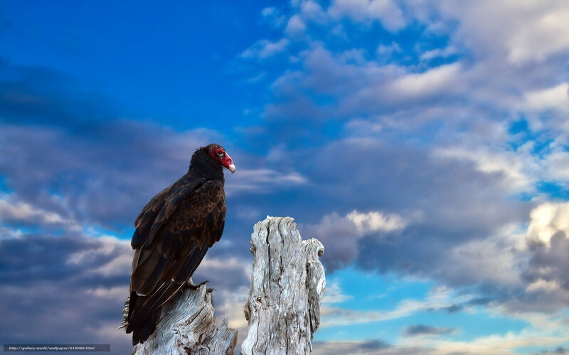 Vulture on a tree stump
