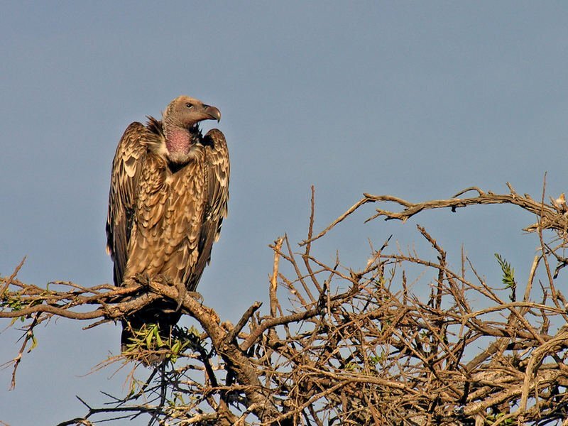 Vulture on Tree Branch