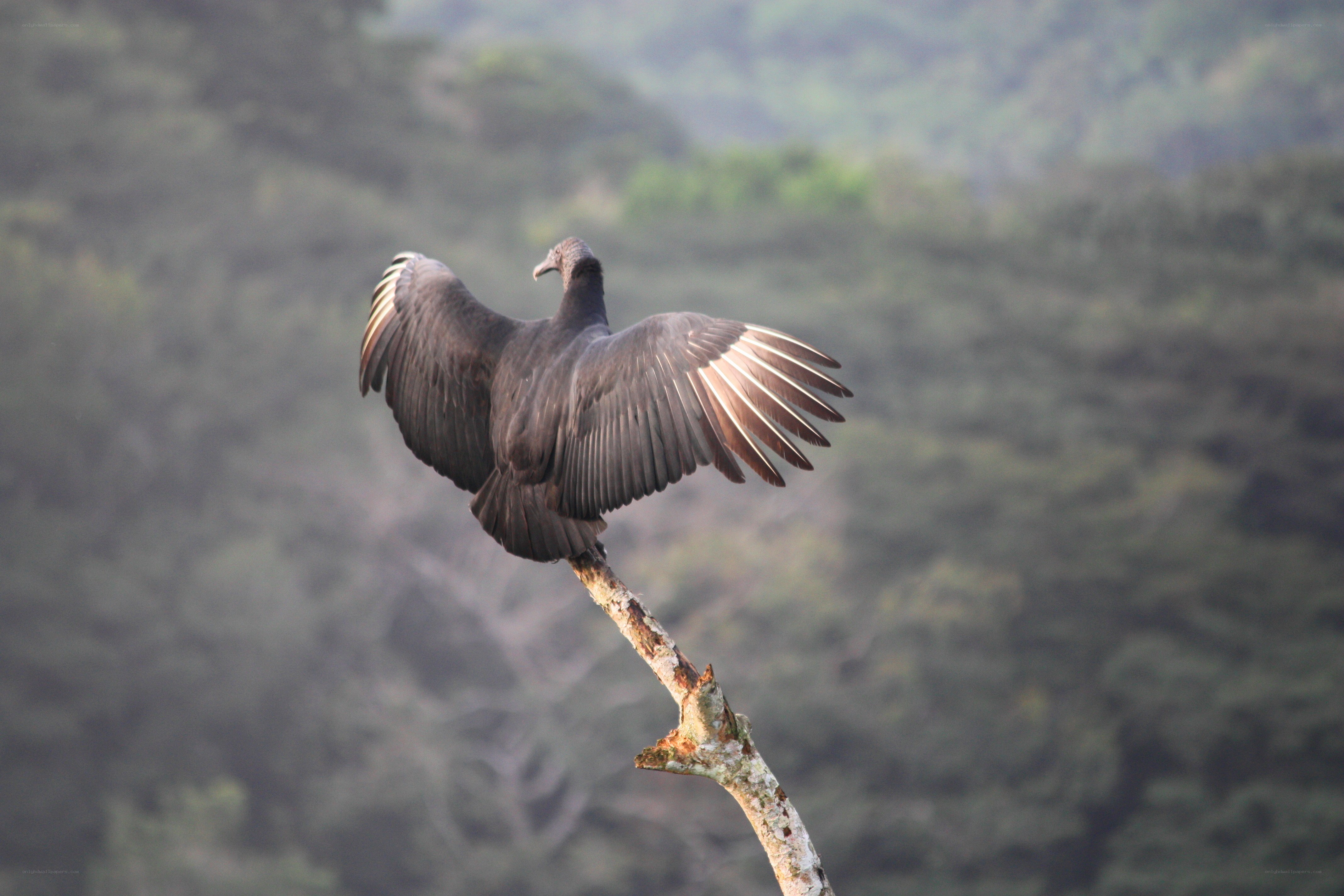Vulture perched on a branch