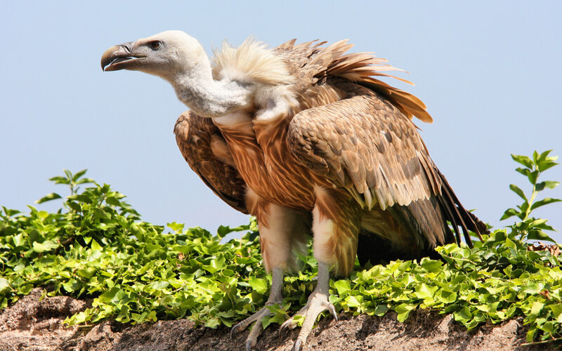 Vulture perched on a rock