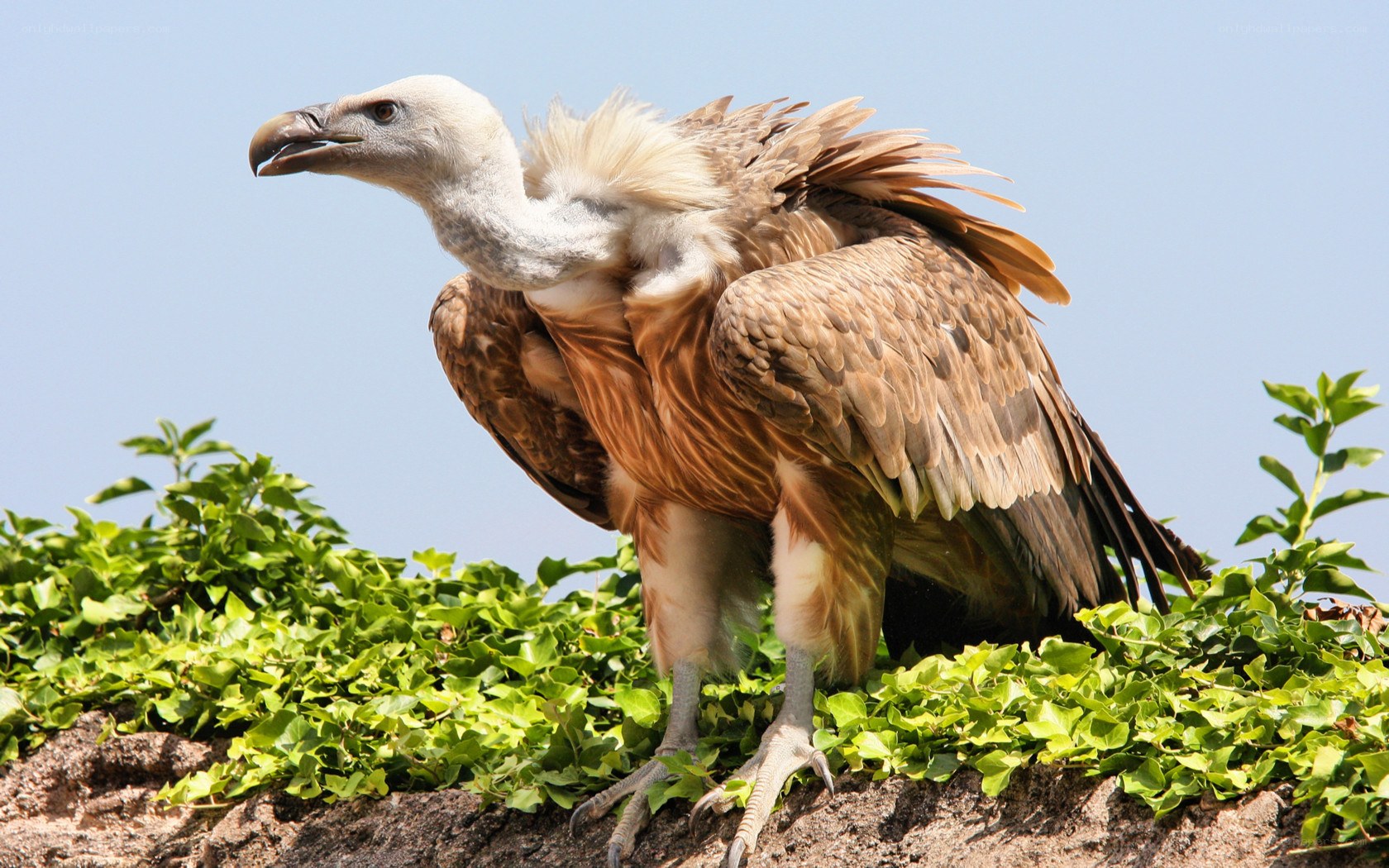 Vulture perched on a rock