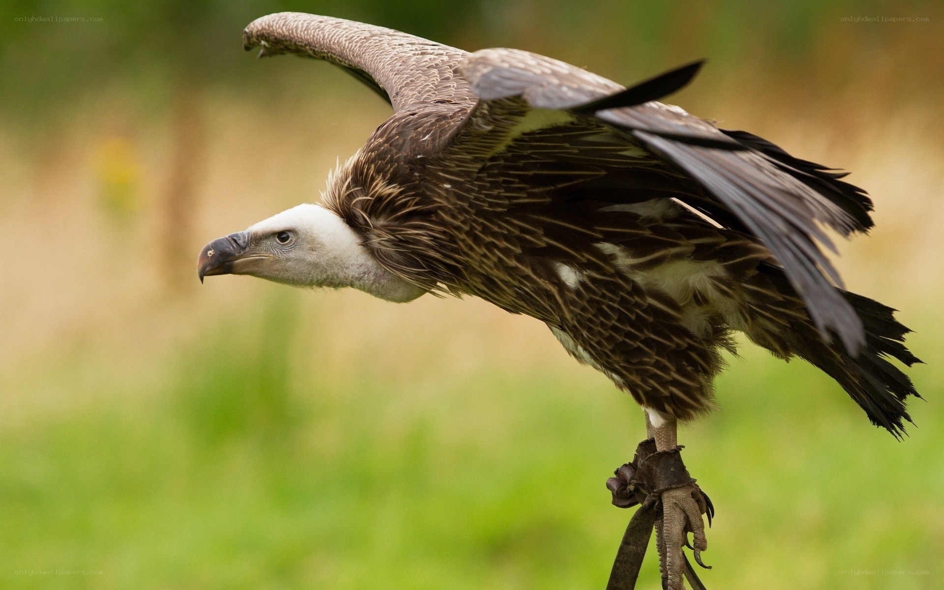 vulture perched on a stick