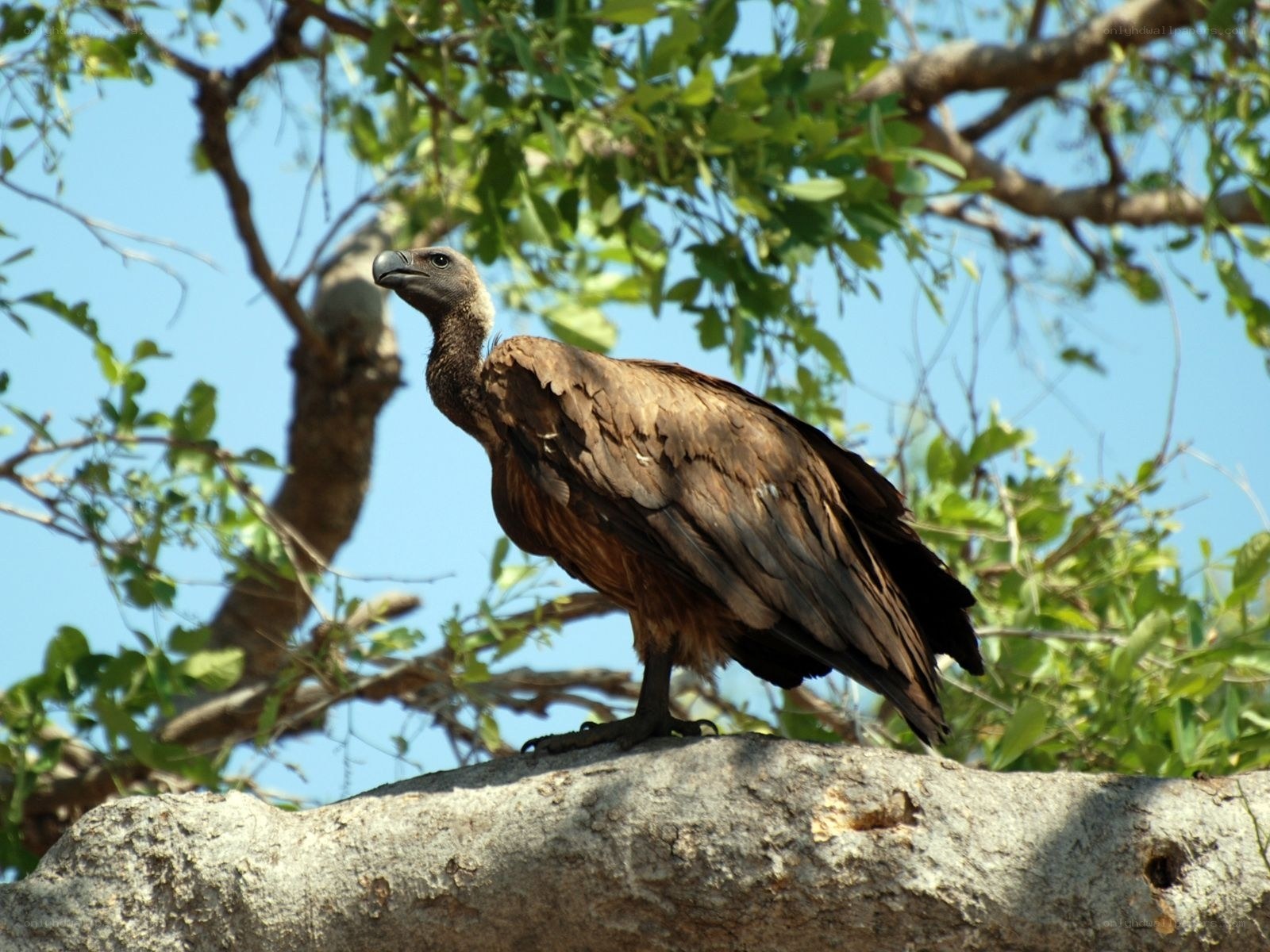 Vulture perched on tree branch