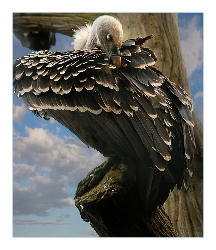 vulture preening on branch