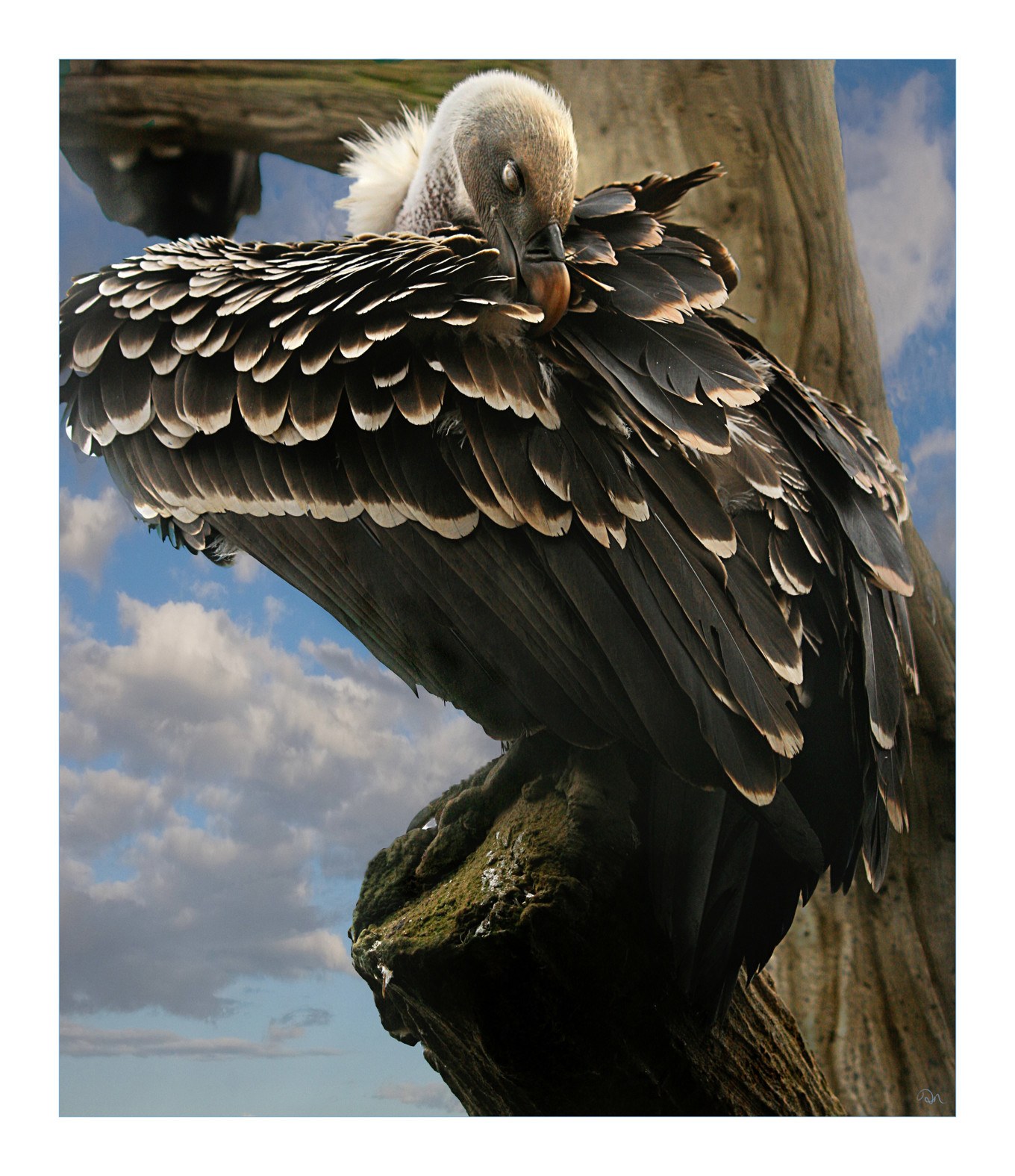 vulture preening on branch
