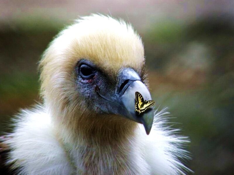 vulture with butterfly