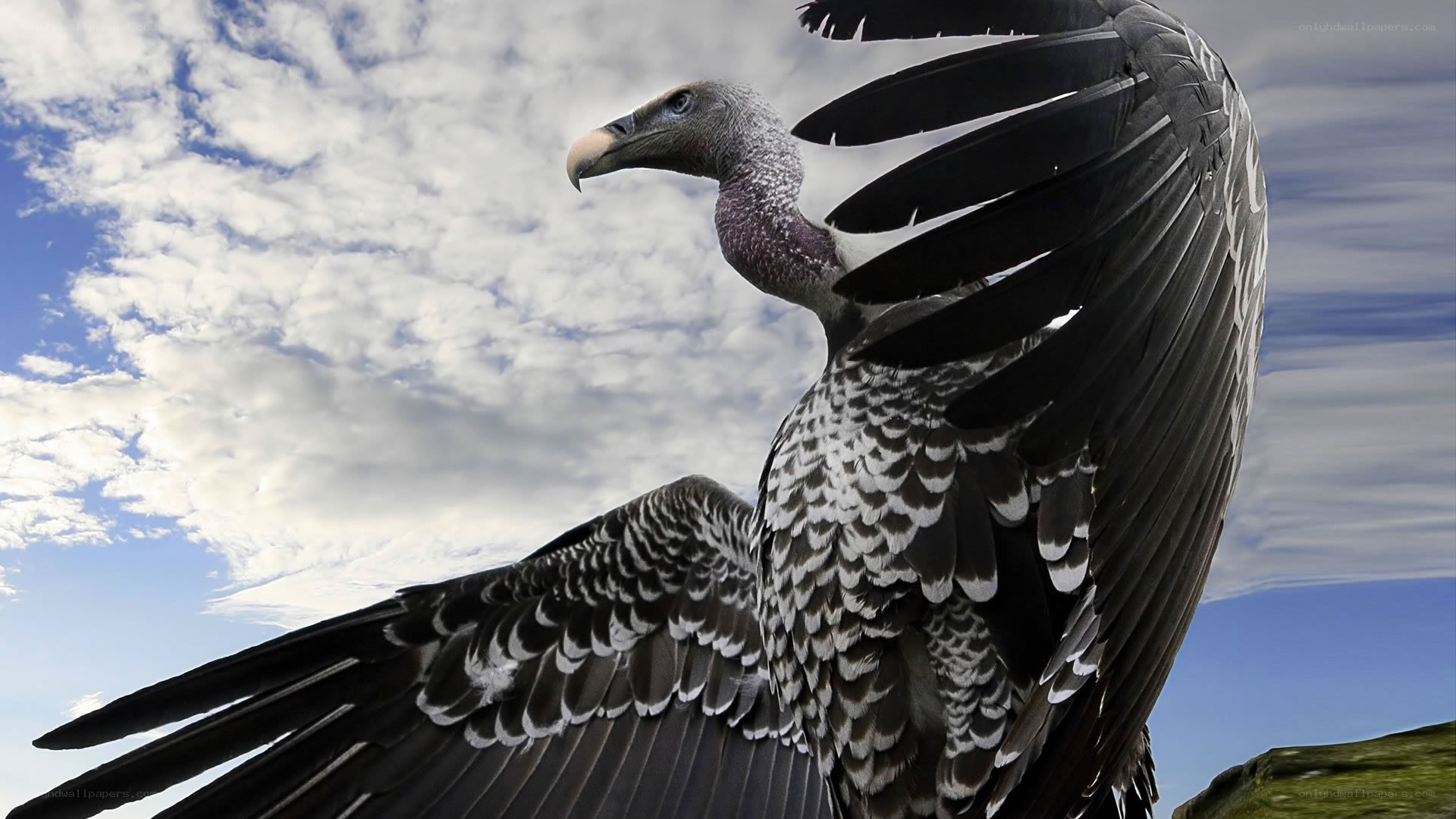 vulture with spread wings